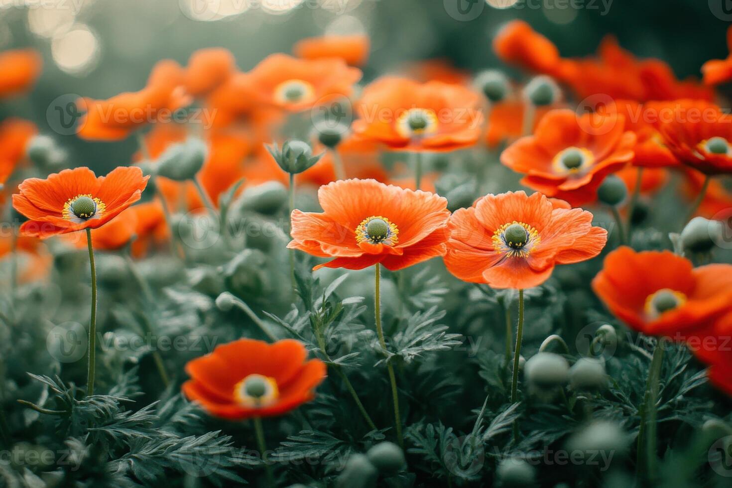 Poppies, orange, flowers, field, nature, nature photography, nature, nature photography photo