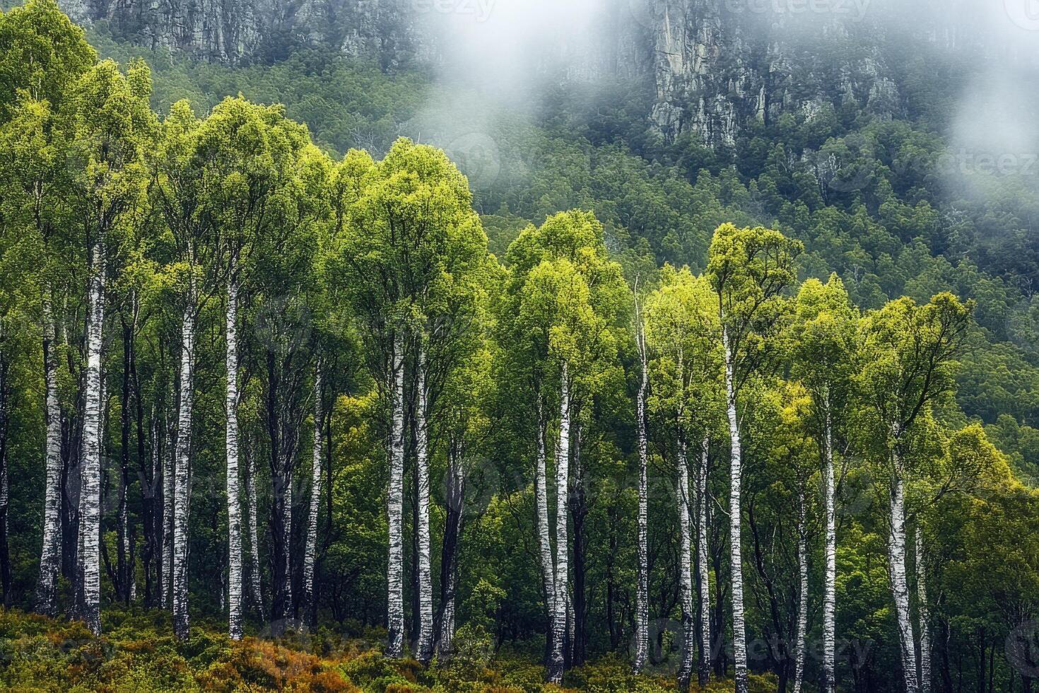 Birch trees in the mist photo
