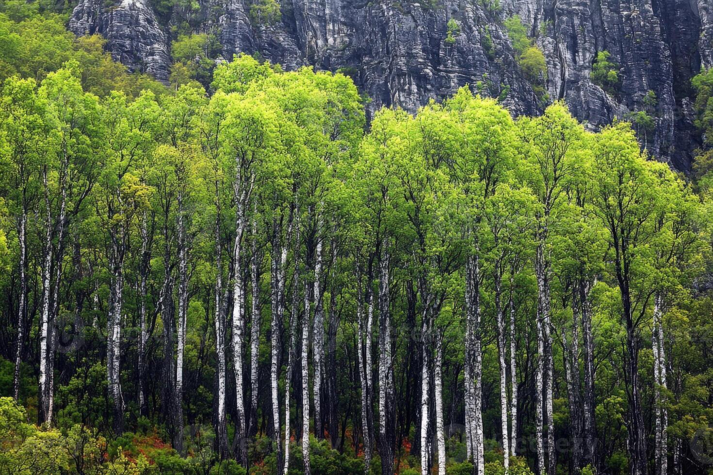 A forest of birch trees in the mountains photo