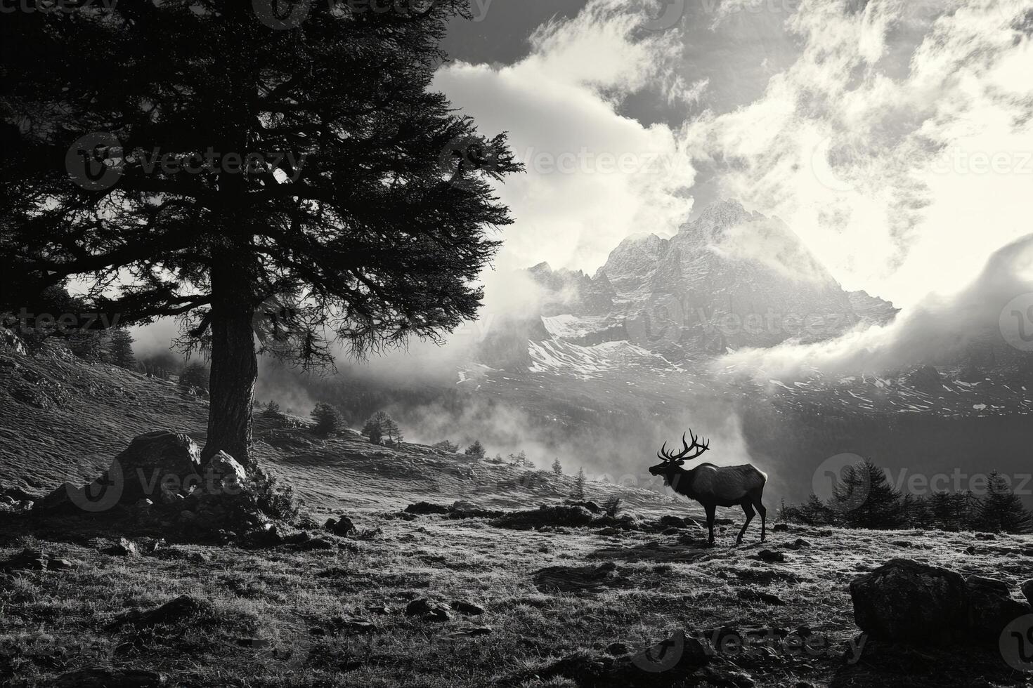 A black and white photo of a deer standing in the mountains