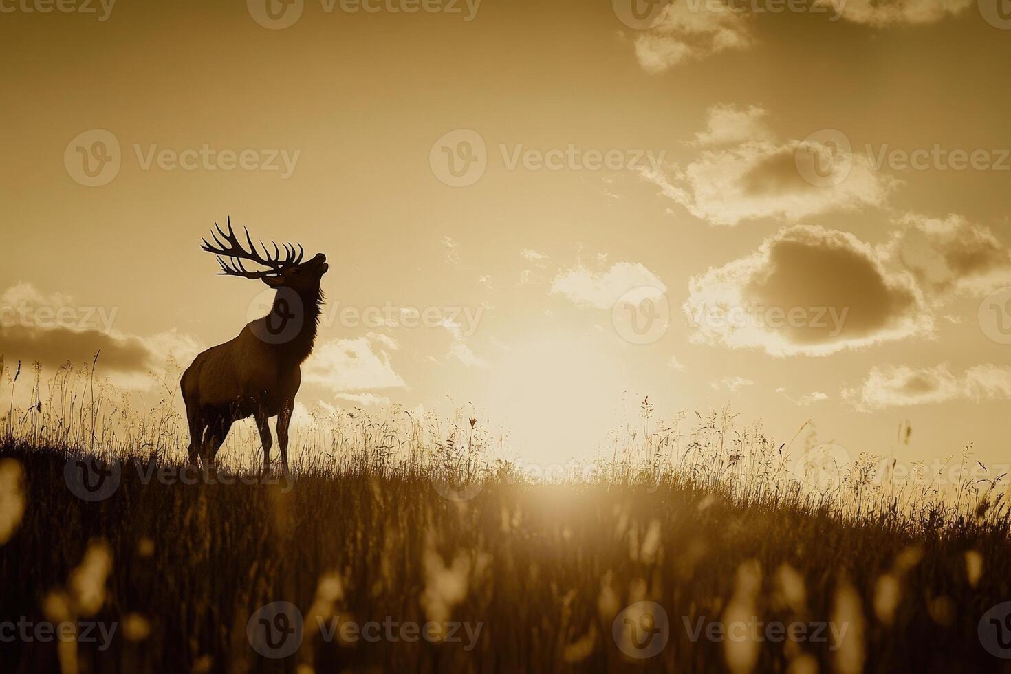 A deer stands in the grass at sunset photo