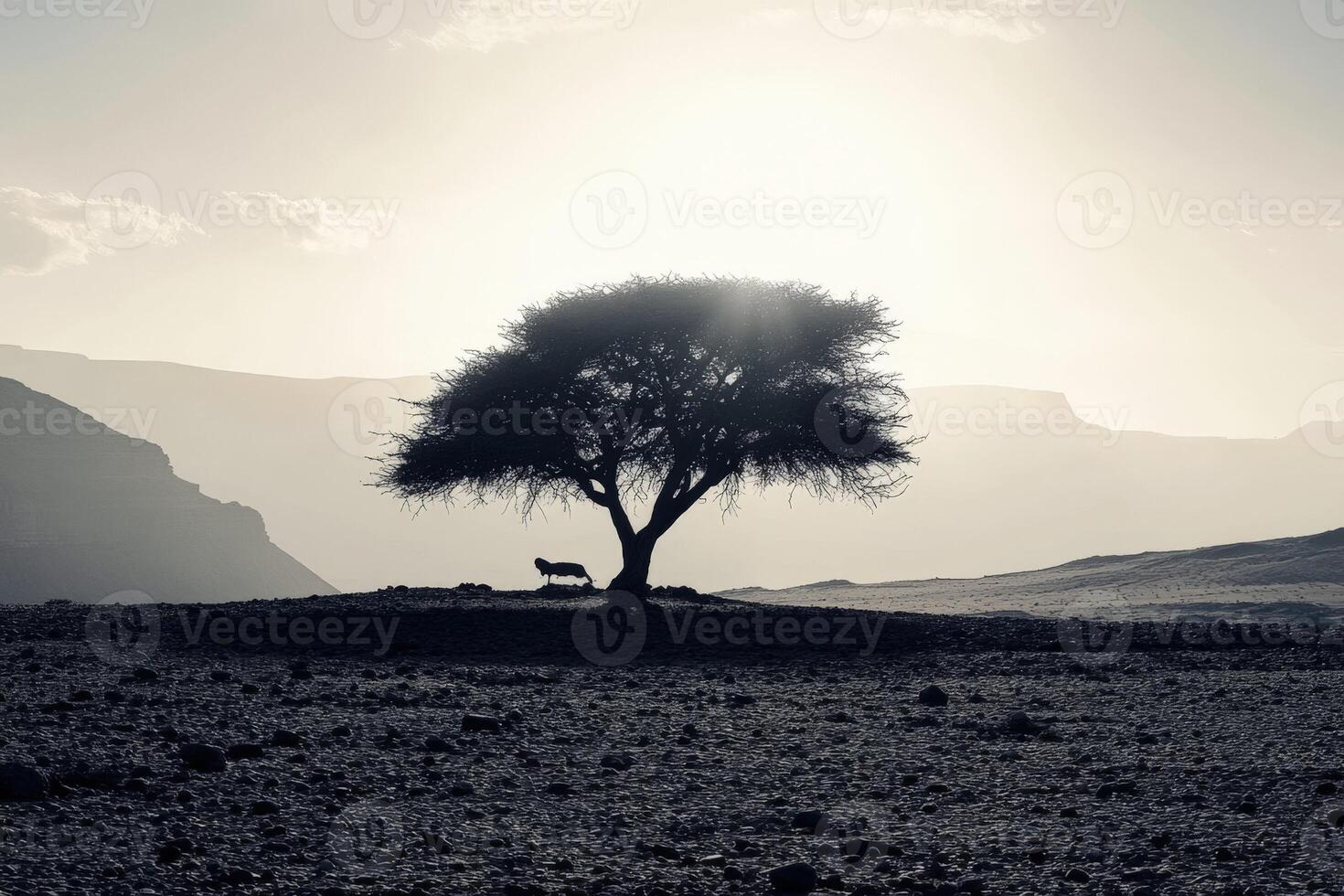 A lone tree in the middle of a desert photo