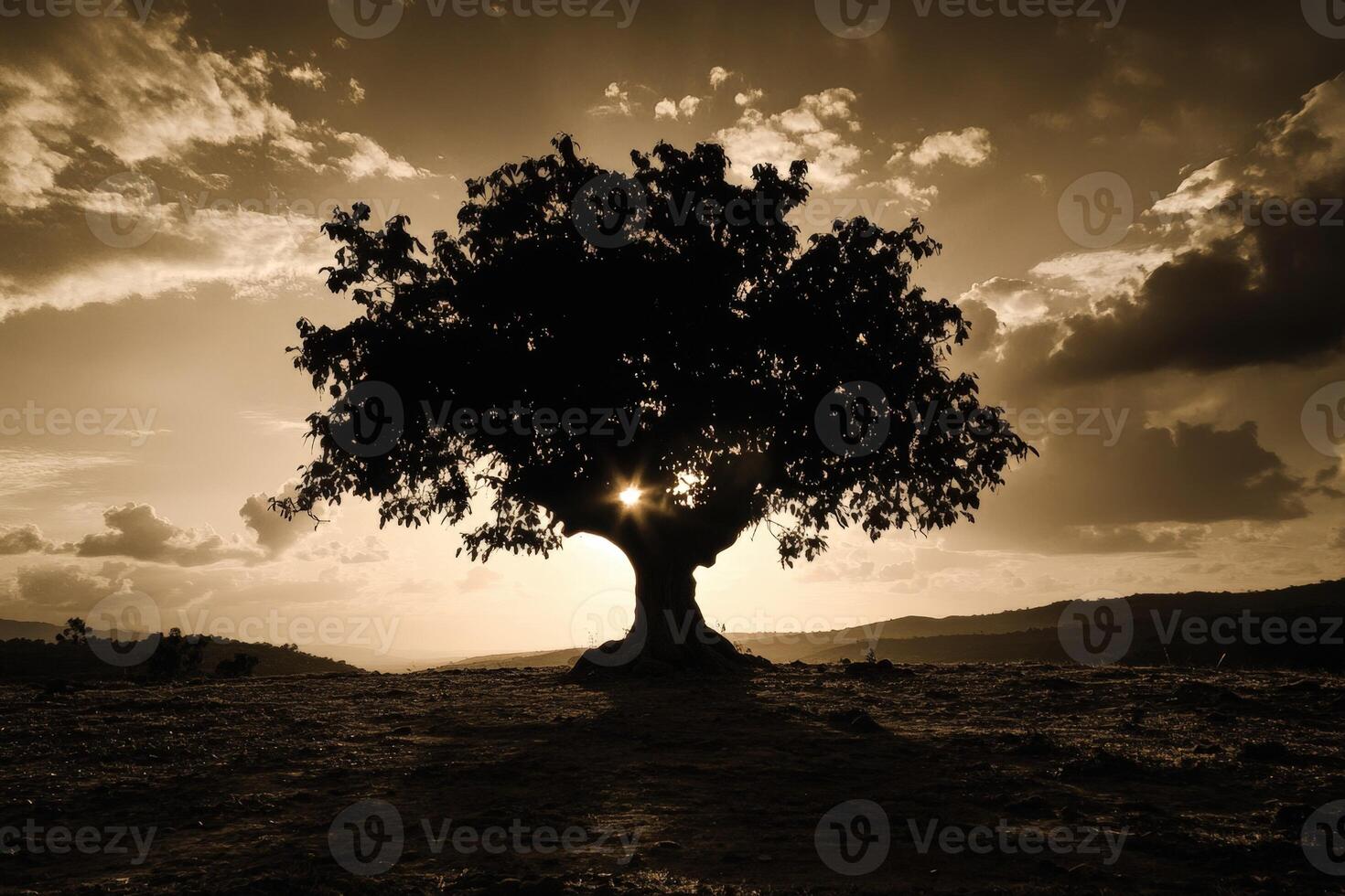 A lone tree in the middle of a field at sunset photo