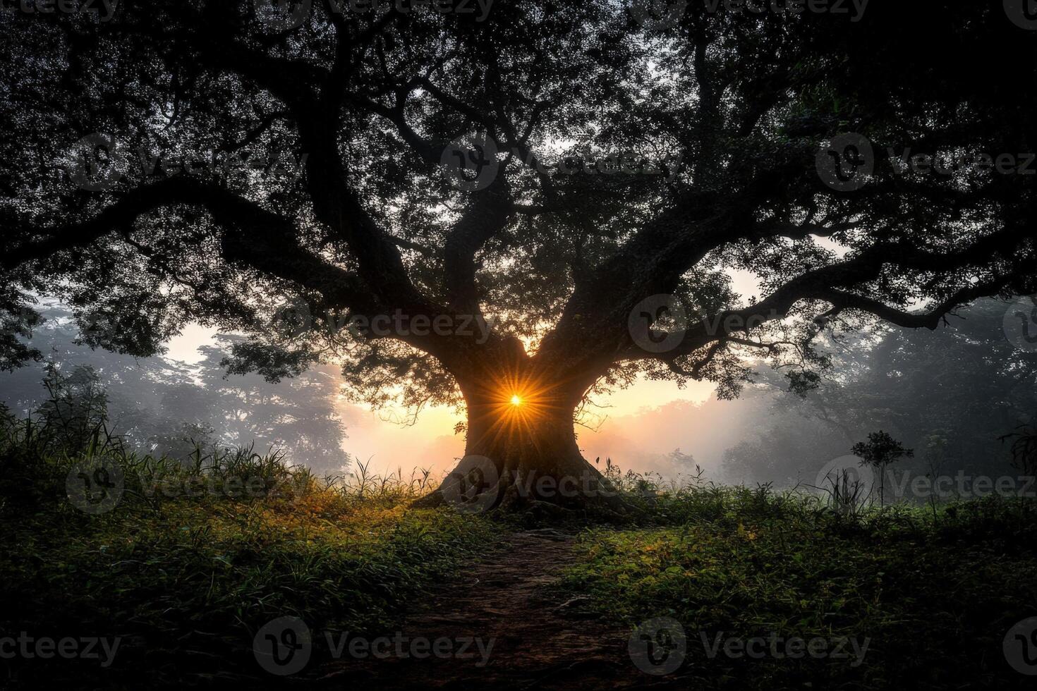 The sun is shining through the tree in the middle of a foggy field photo