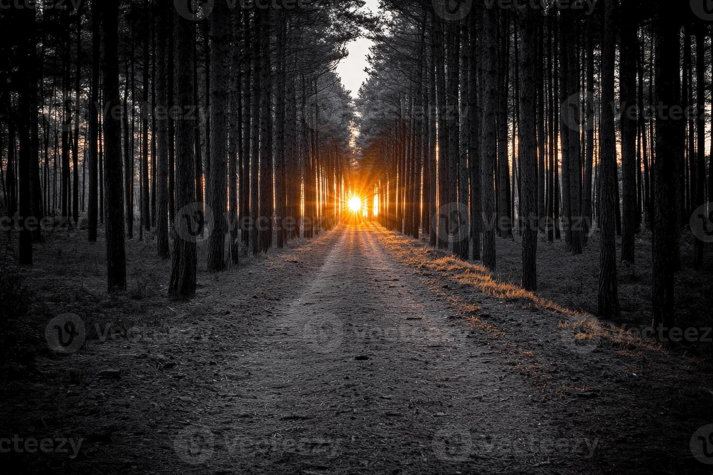 A road in the middle of a forest with the sun setting behind it photo