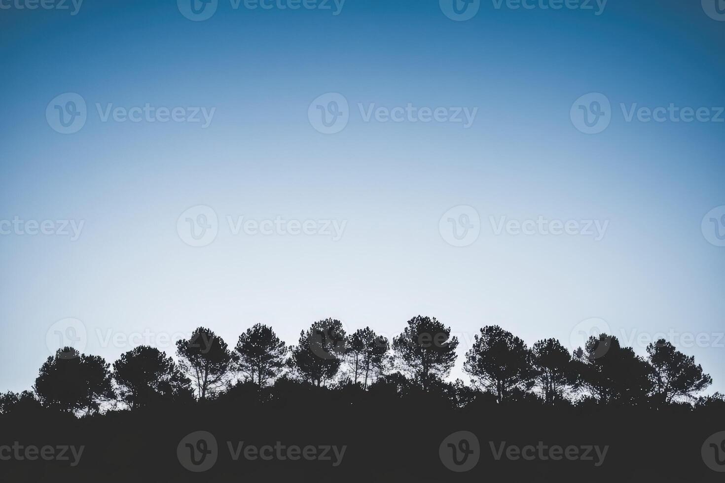 Silhouette of trees in the forest at sunset photo