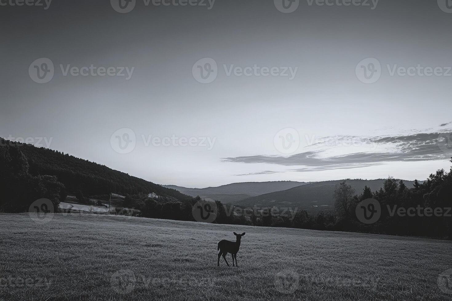 A deer stands in a field at dusk photo