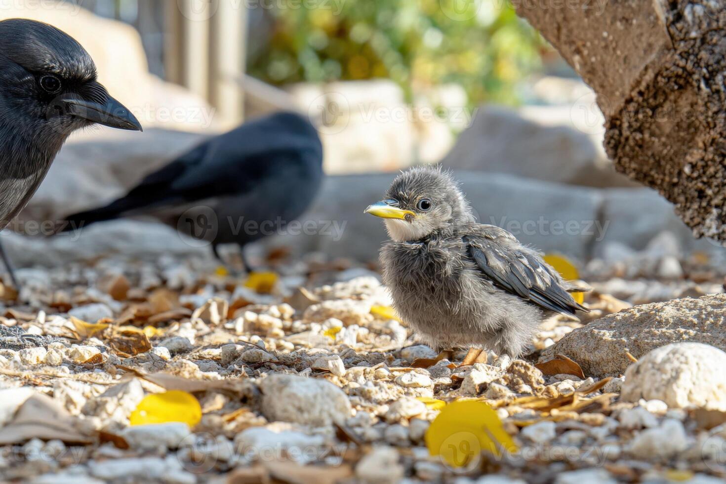 A baby bird and a crow standing on a rock photo