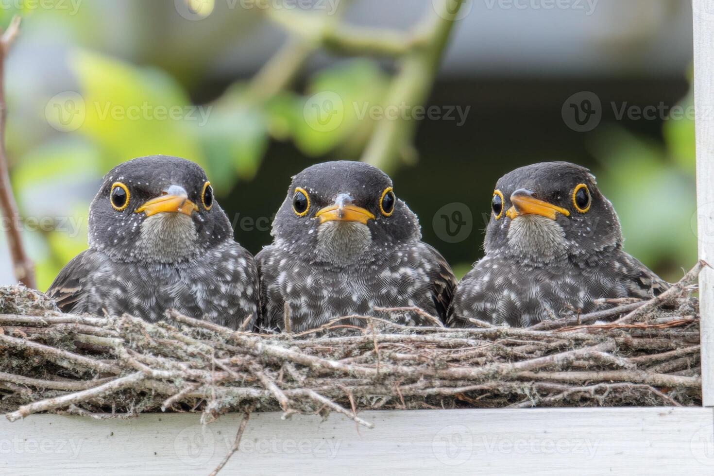 Three birds sitting in a nest with a tree in the background photo