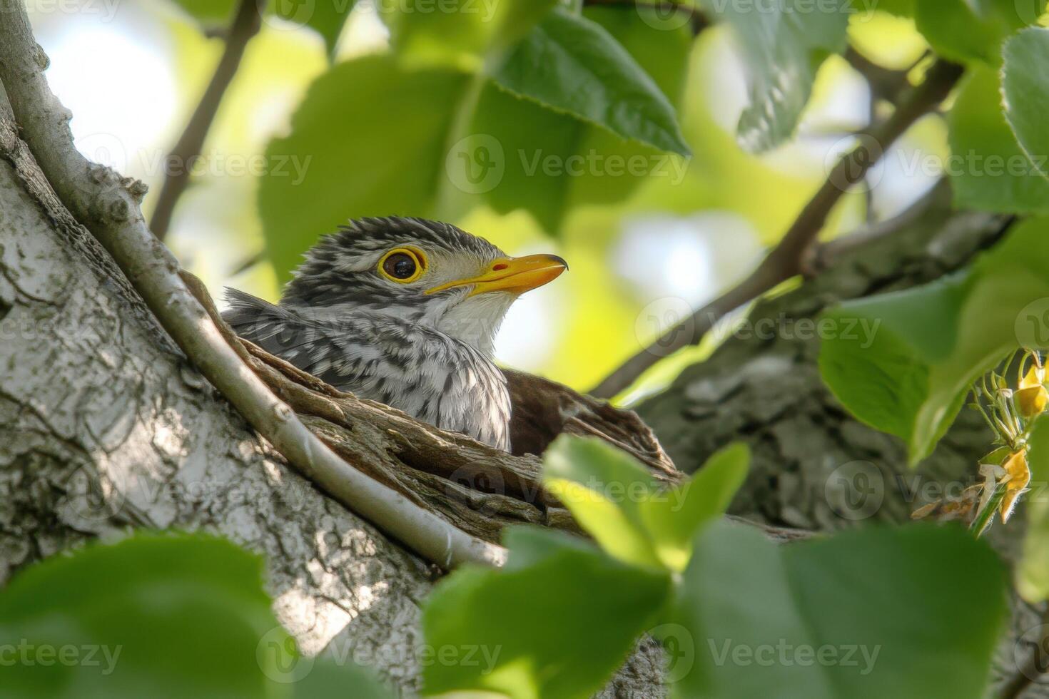 A bird sitting in a tree branch with leaves photo