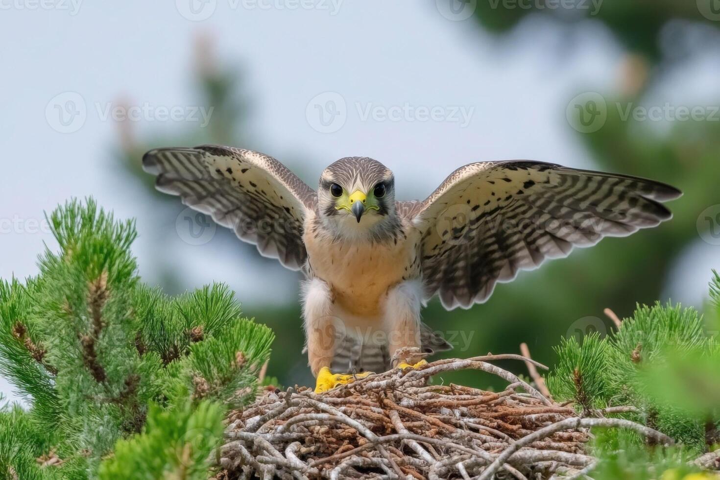 A bird of prey is sitting on top of its nest photo