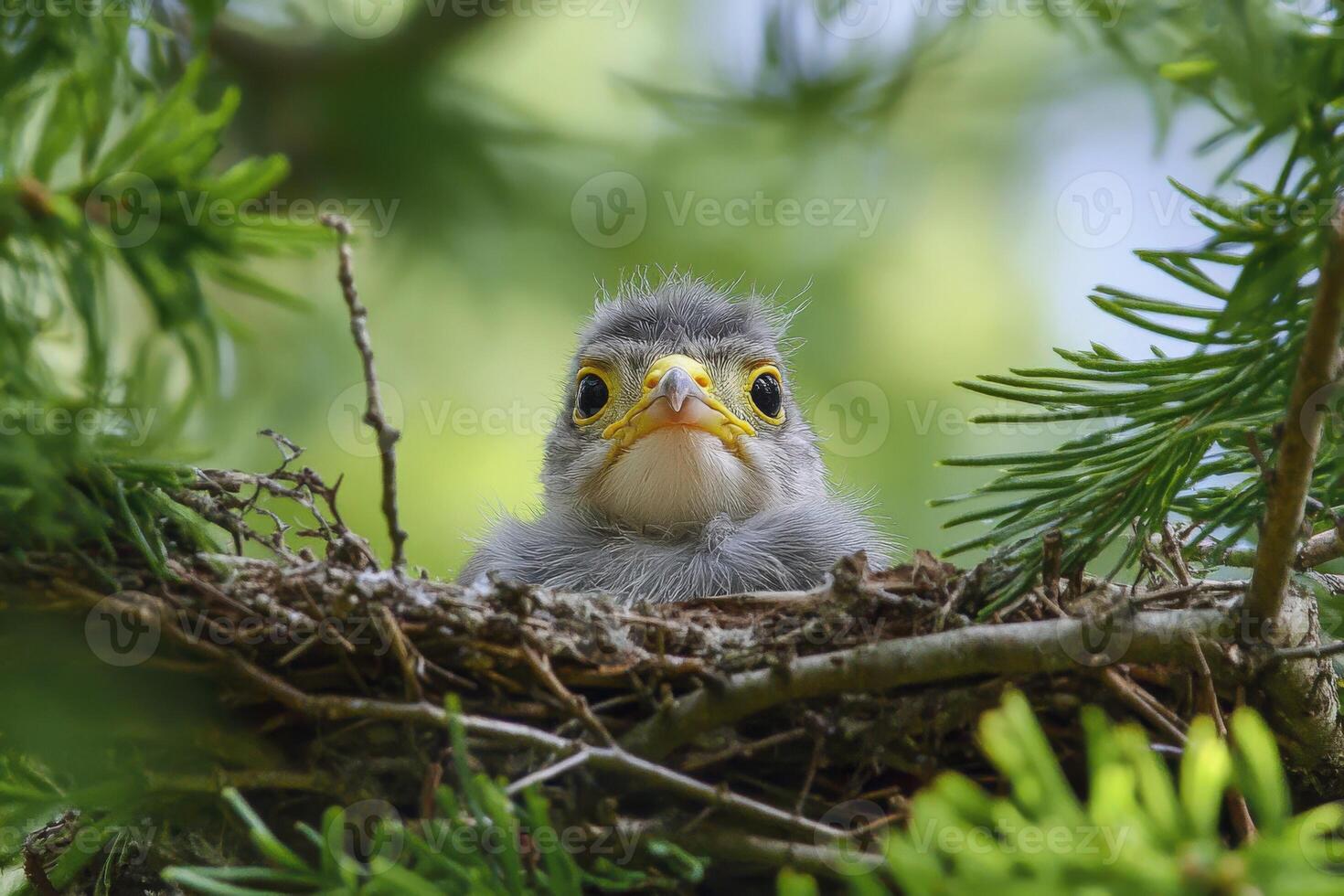 A baby bird is sitting in a nest in the trees photo