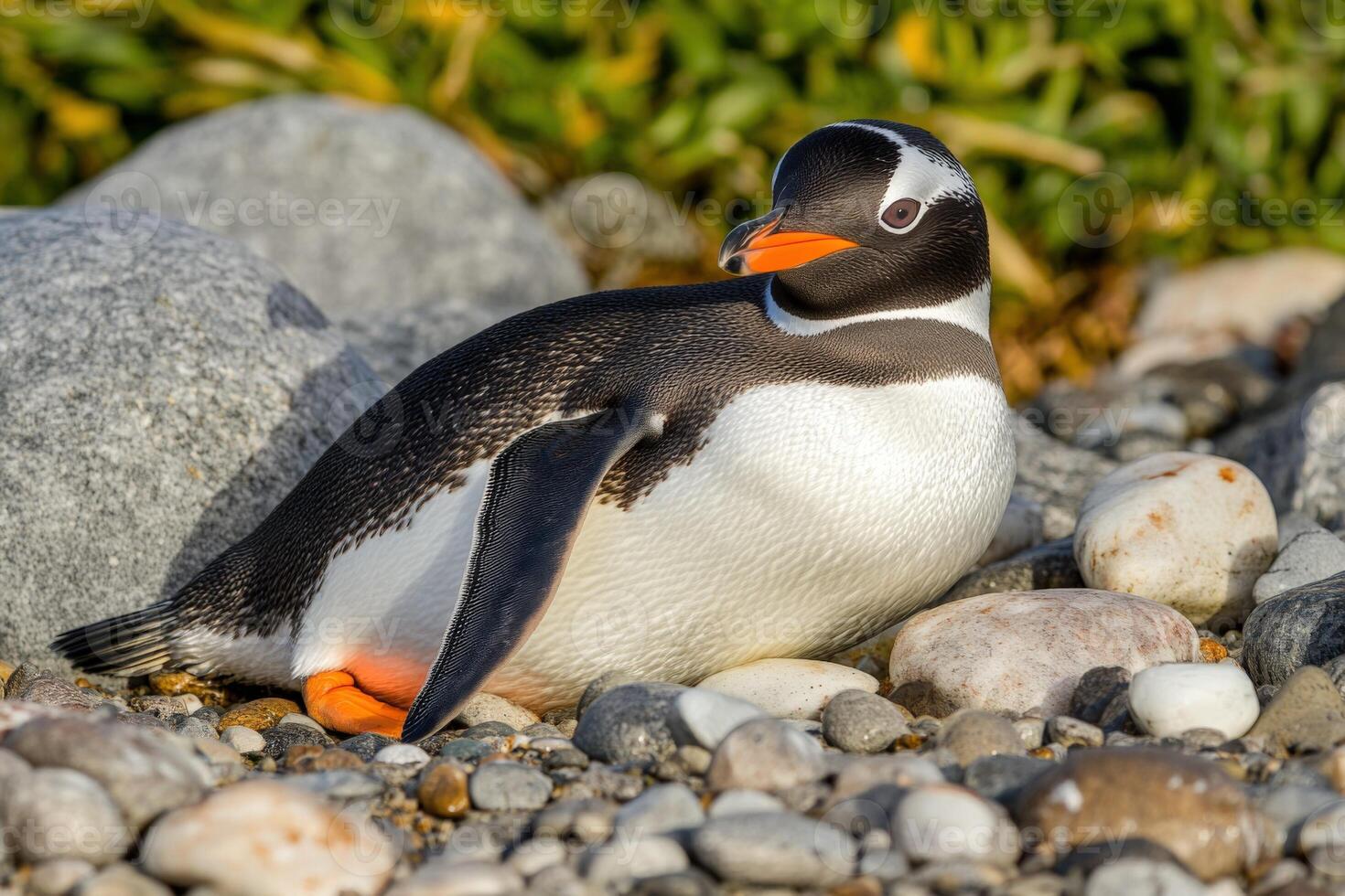 A penguin sitting on a rock with some pebbles photo
