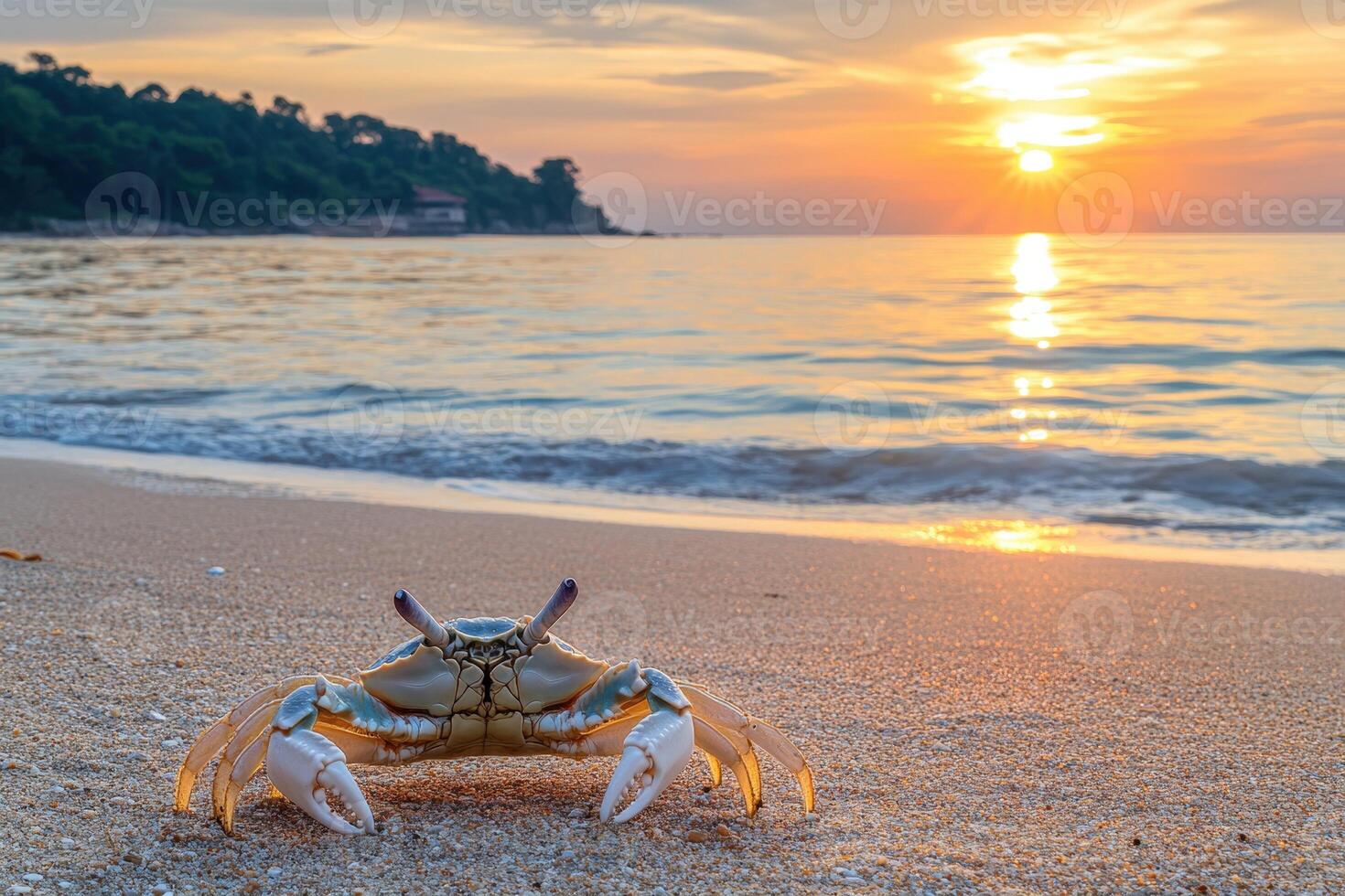 A crab on the beach at sunset photo