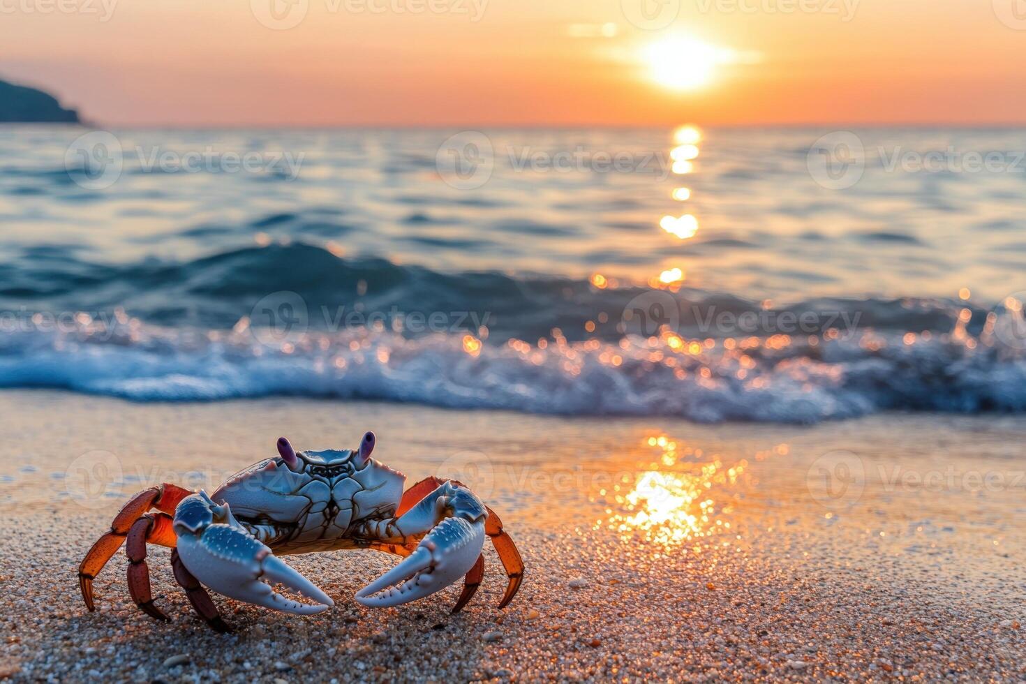 A crab on the beach at sunset photo