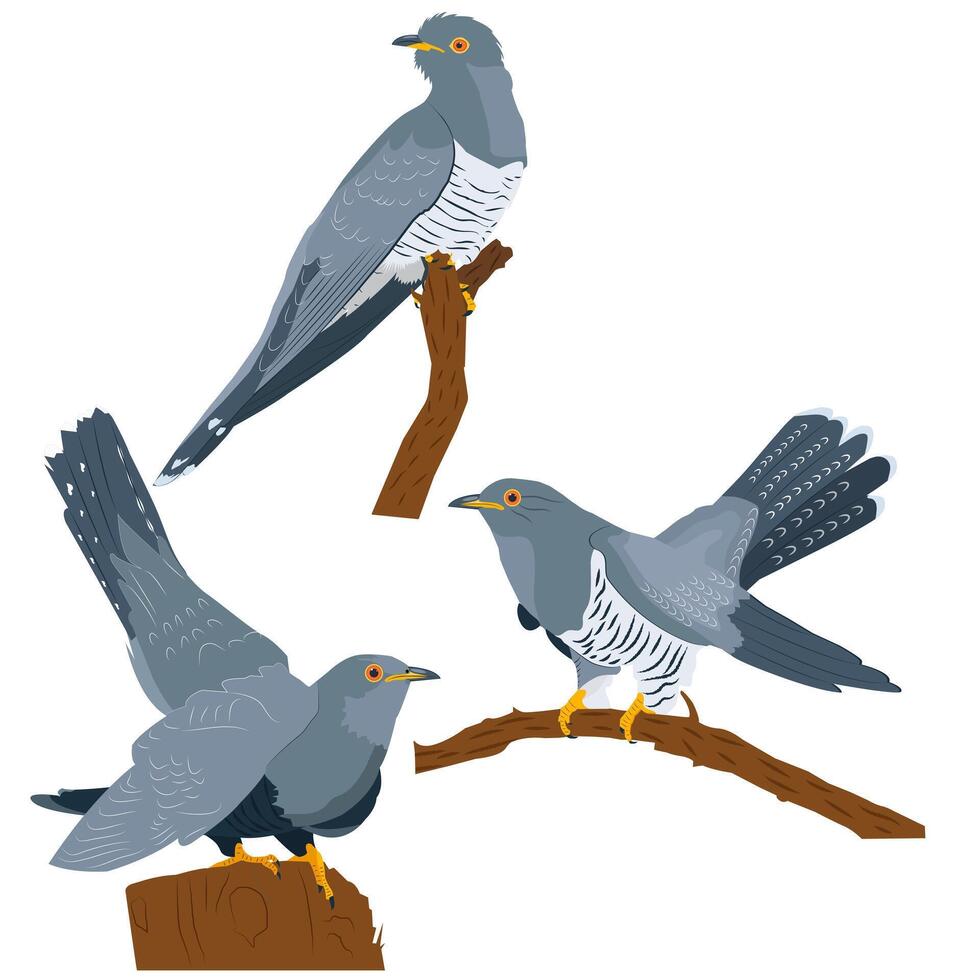 set of three cuckoos sitting on branches vector