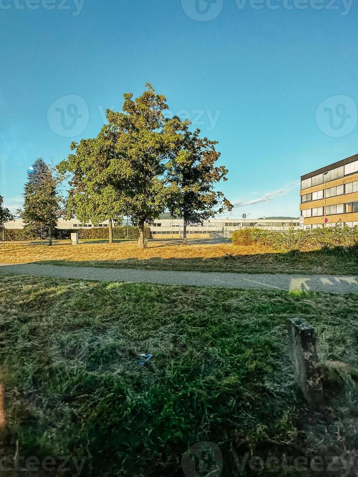 A tree is in the middle of a grassy field photo