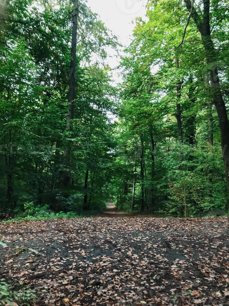 A forest with a path through it photo