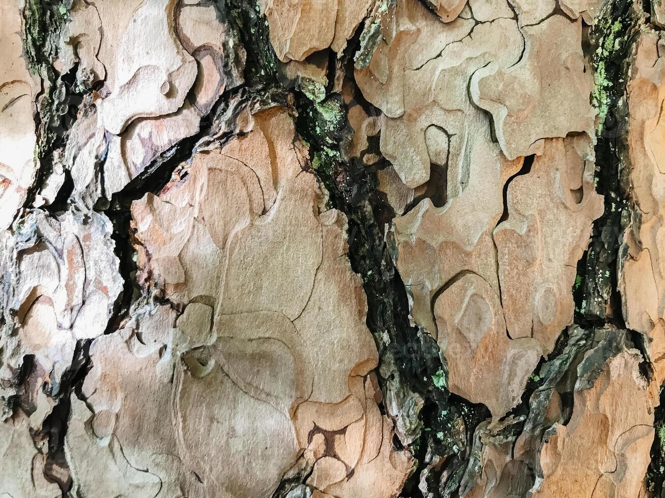 The bark of a tree is rough and has many small holes photo
