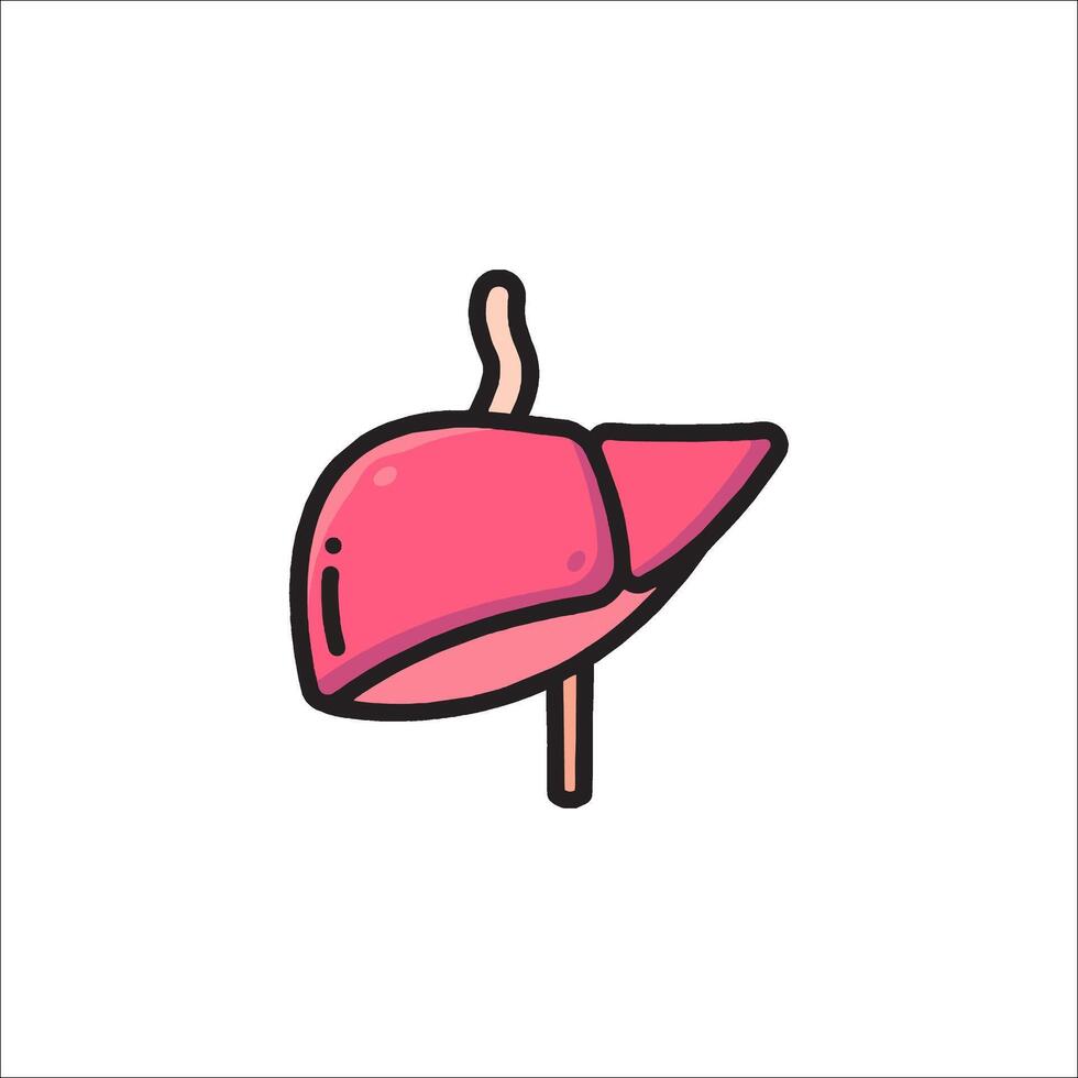 Liver icon in a line style on a white background vector