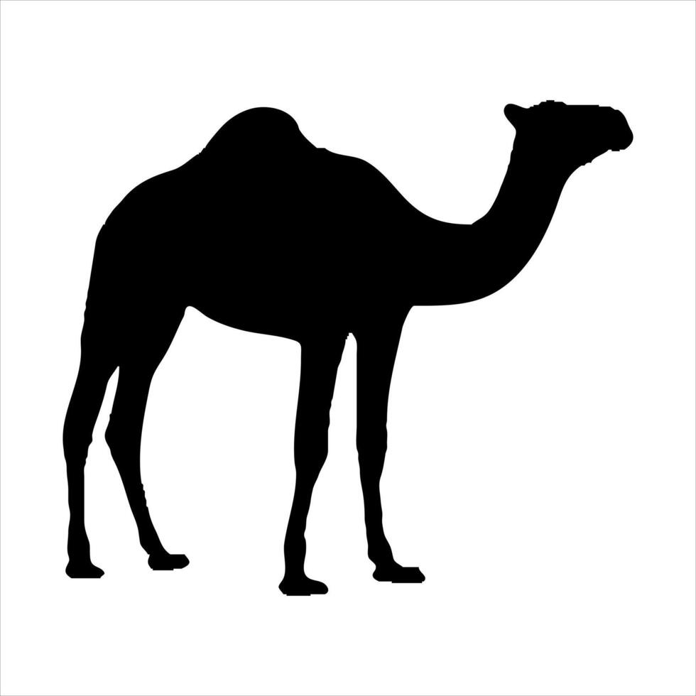 camel Black silhouette isolated on a white background. Hand-drawn illustration Camel. vector