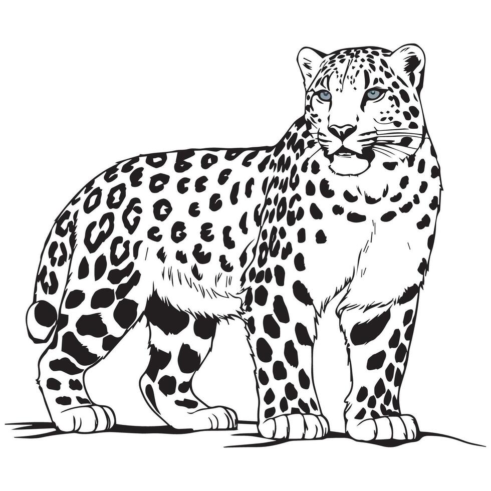 Black and white illustration of a snow leopard vector