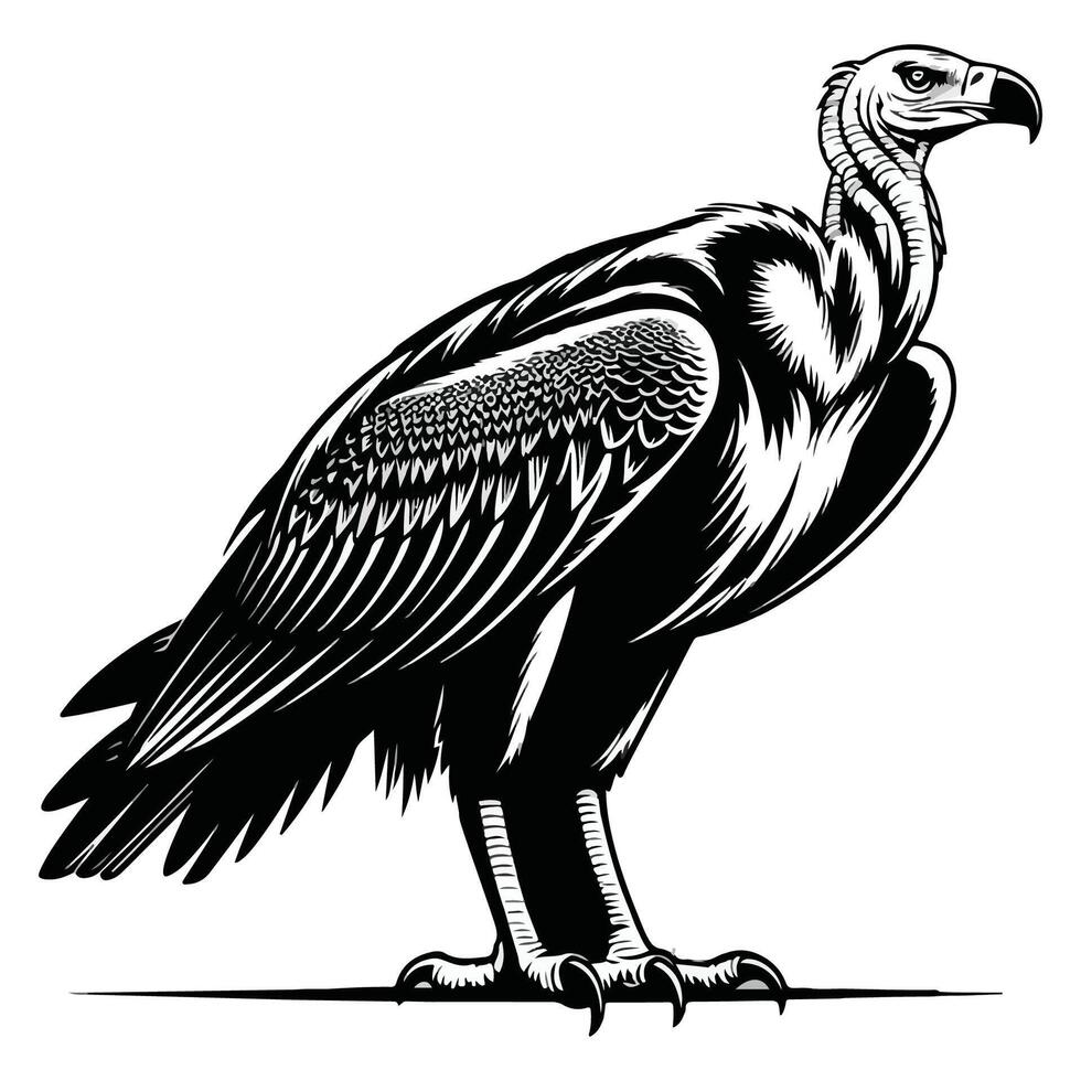 Black and white illustration of a wild vulture vector