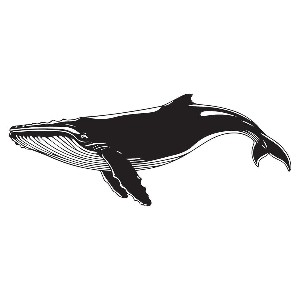 Whale black and white illustration vector
