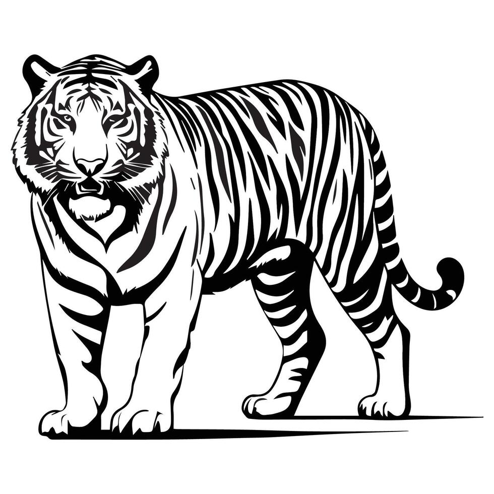 Black and white illustration of a wild tiger vector