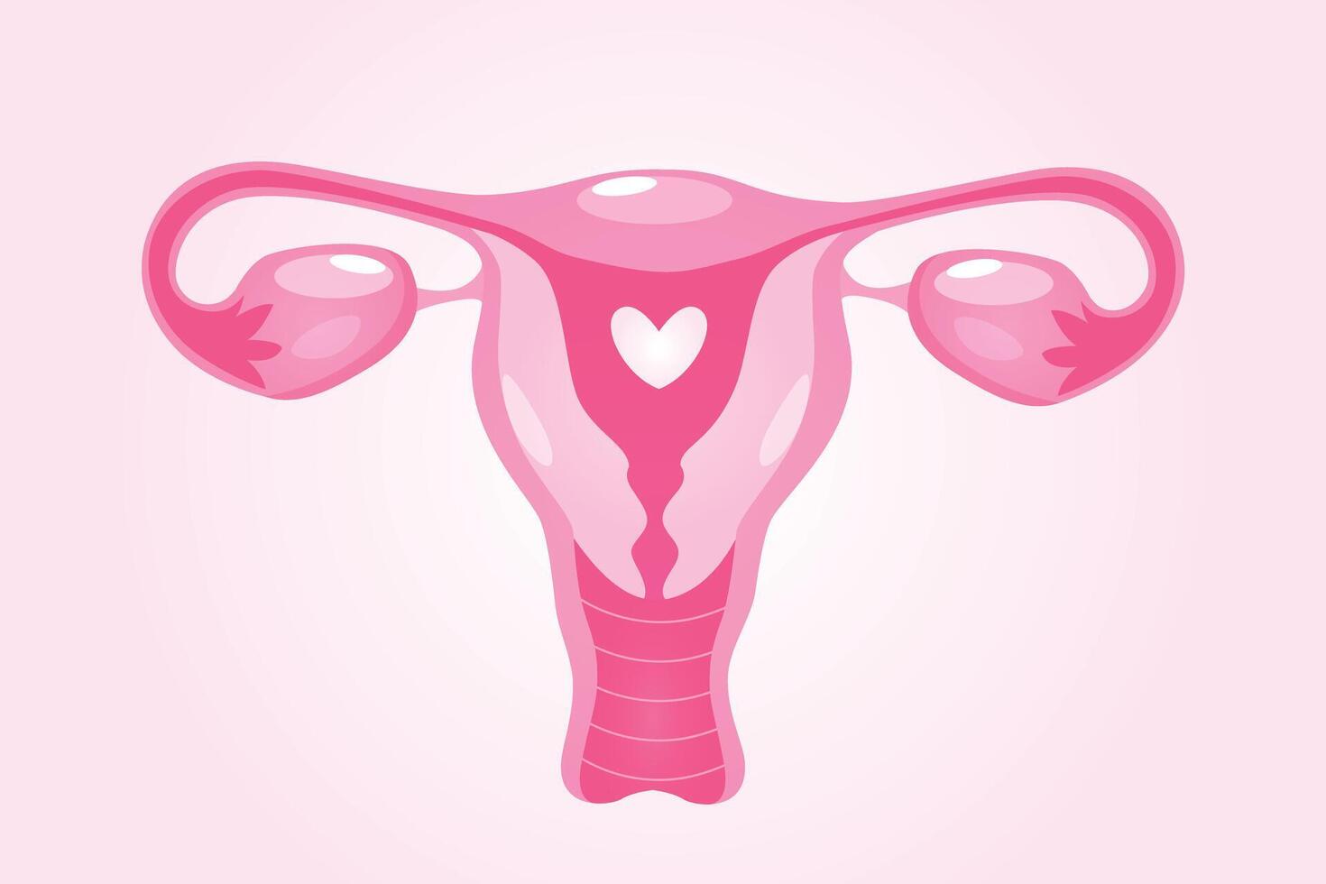 Female reproductive system organ isolated on white background. vector