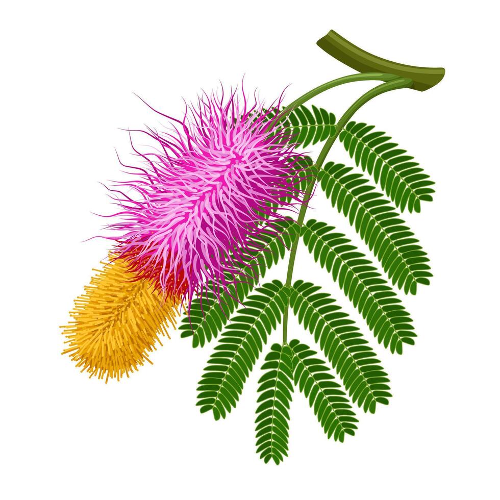 Illustration of Shami flower with leaves, also known as Persian mesquite or ghaf, scientific name Prosopis cineraria, isolated on white background. vector
