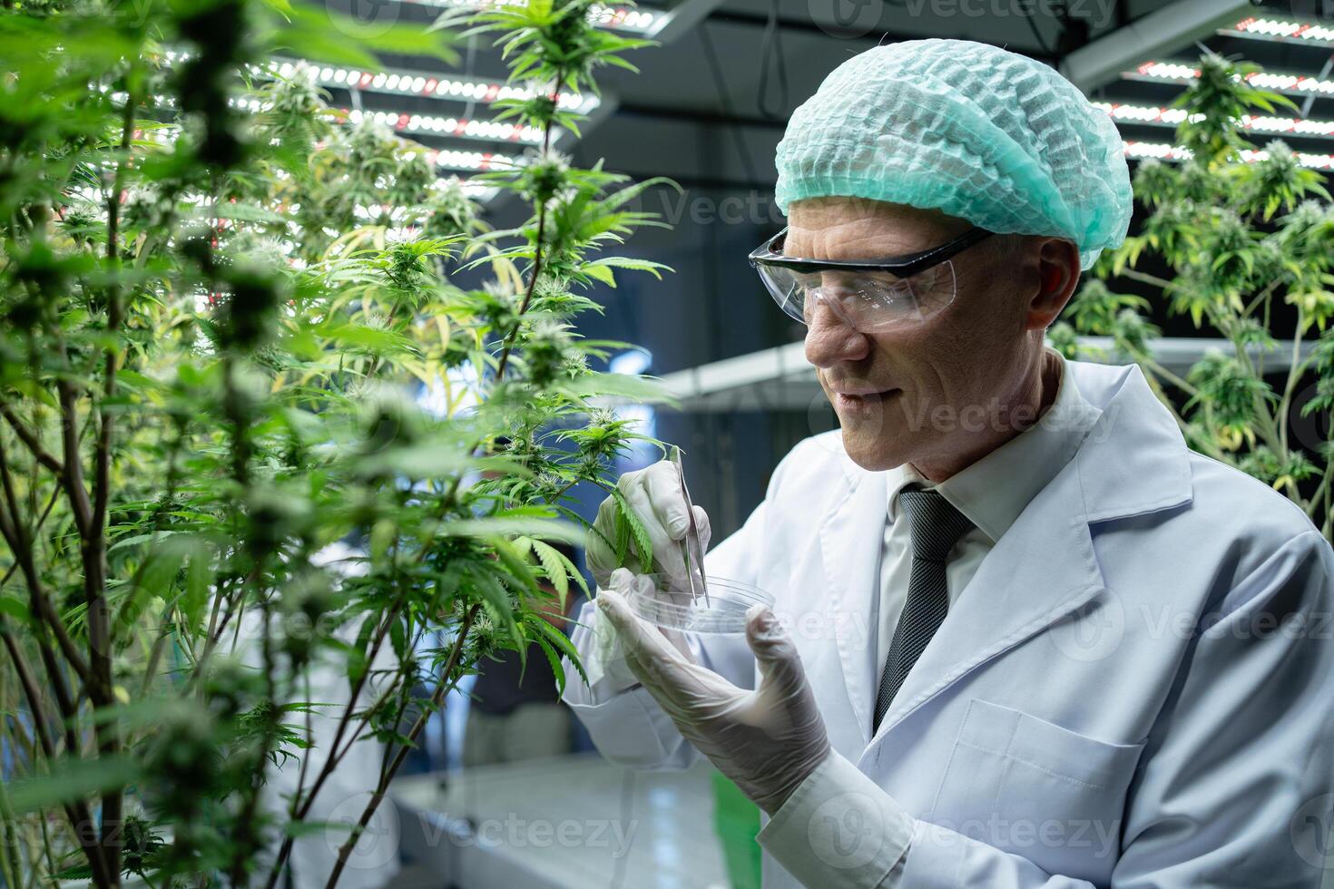 A man in a lab coat is examining a plant. He is wearing a green hat and glasses photo