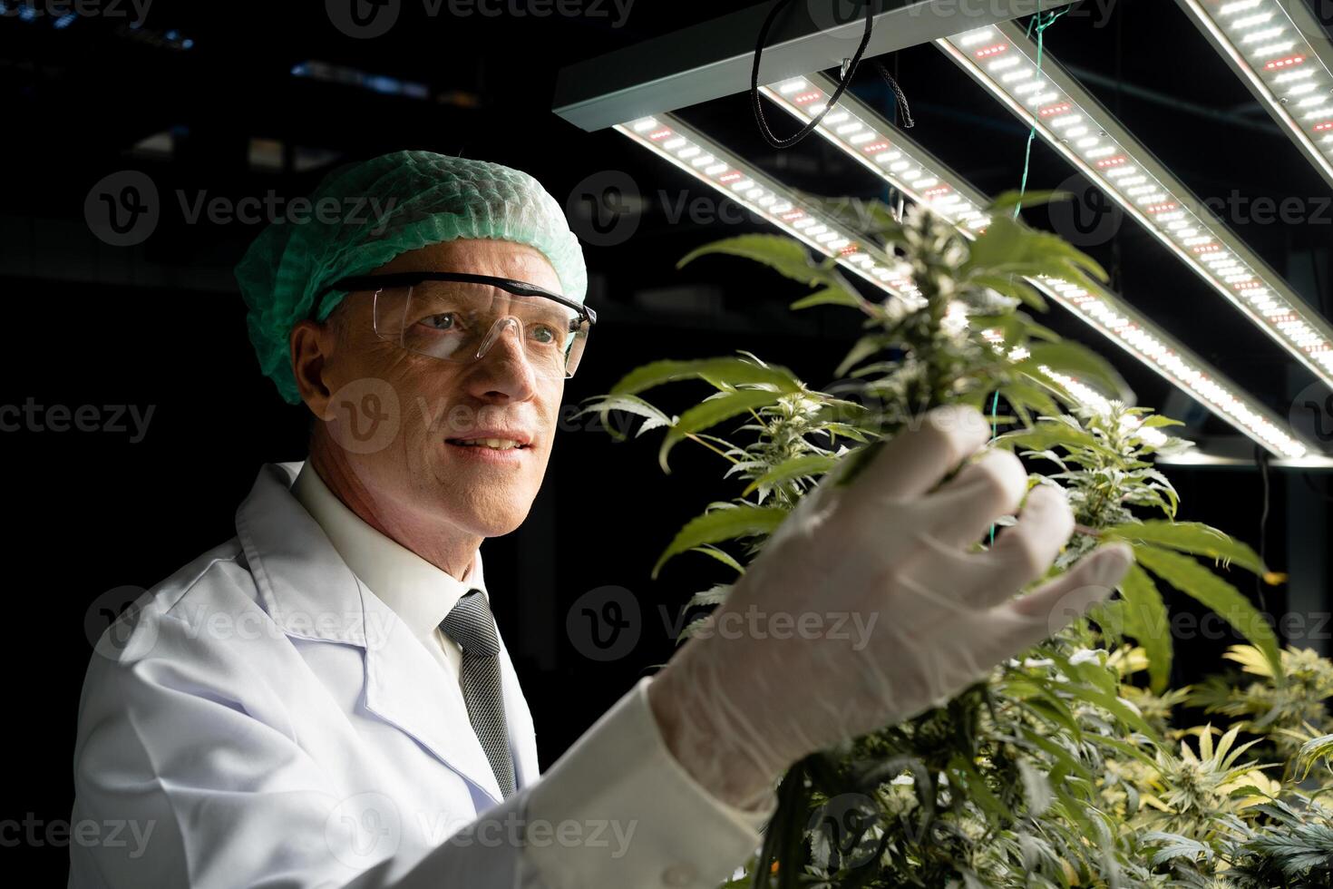 A man wearing a lab coat and gloves is holding a marijuana plant. He is likely a scientist or a researcher studying the plant photo