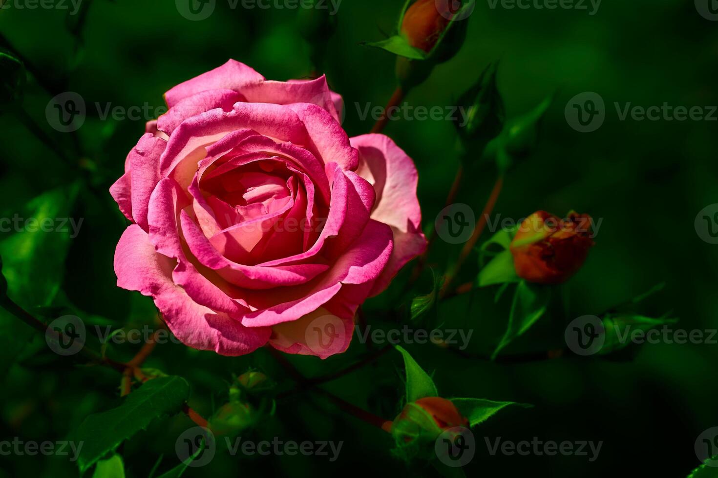 Bright pink rose in dark green shadow. place for text photo