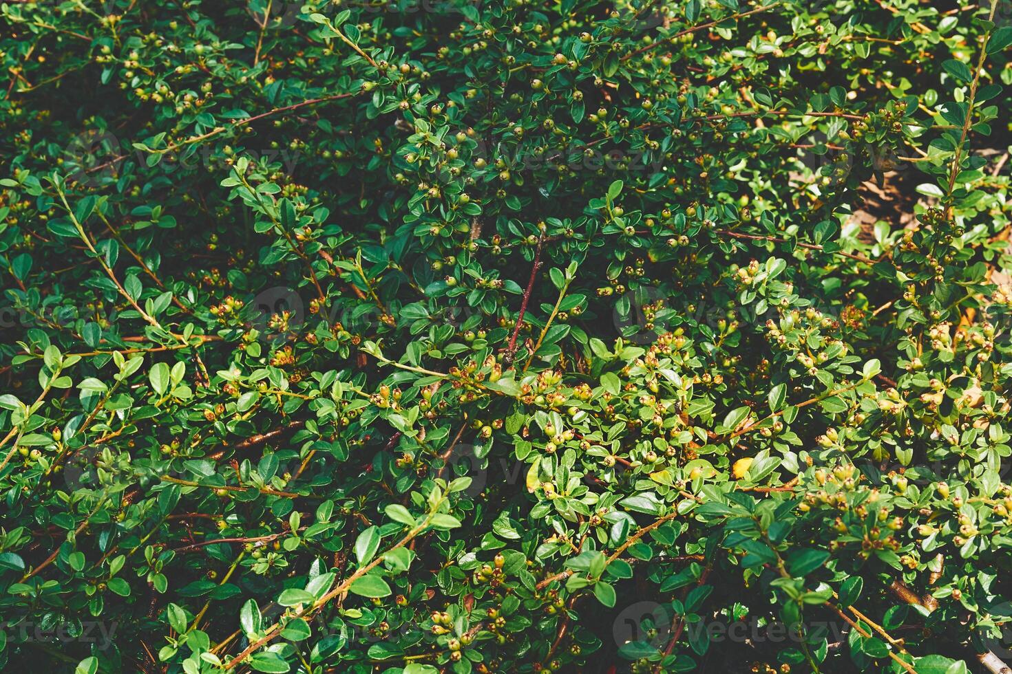 Green thickets with berry ovaries of the horizontal cotoneaster shrub photo