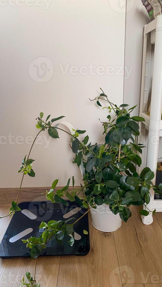 A potted plant sitting on top of a wooden floor next to a laptop computer photo