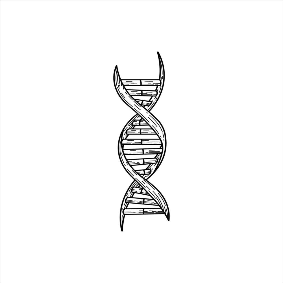 DNA structure drawing sketch artwork hand drawn illustration vector