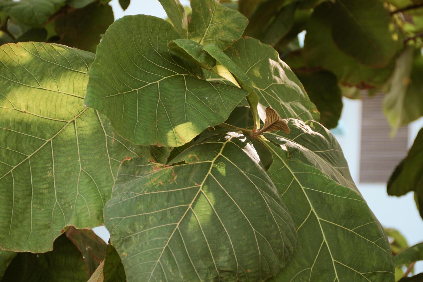 close up green leaf of teak, Butea monosperma. photo