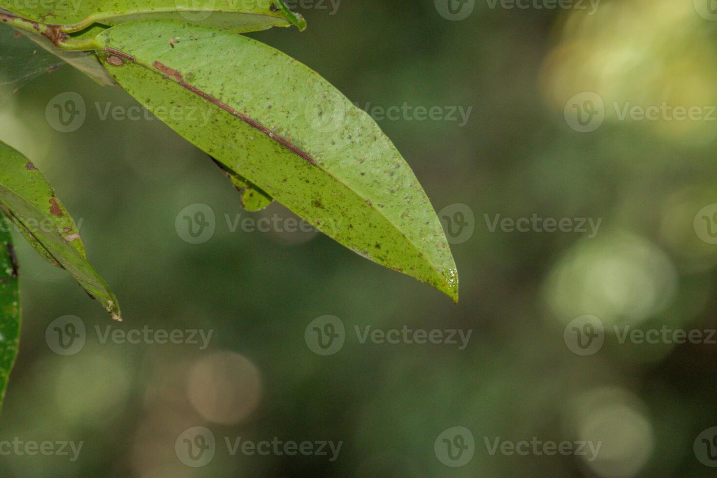 Tropical leaves, abstract green leaves texture, nature background. Close-up tree leaf background. Natural background. Macro leaf. soft focus photo