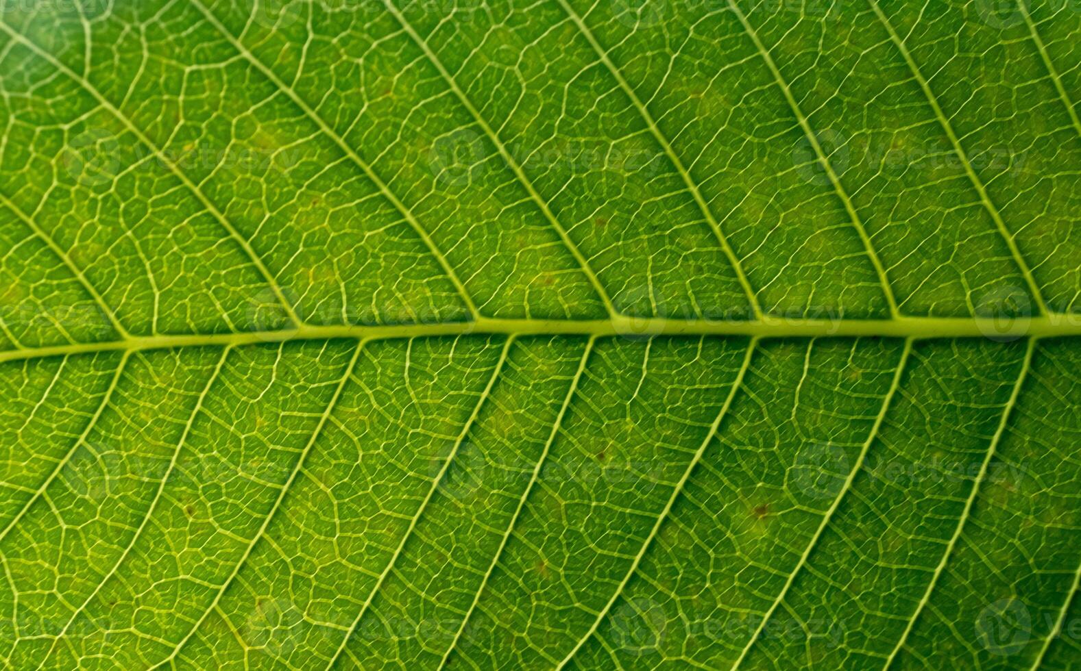 Leaf texture macro. Leaf vein pattern macro photography. Green leaf cells macro. Leaf close-up shot. photo