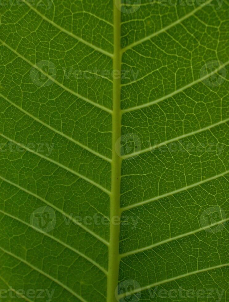 Leaf texture macro. Leaf vein pattern macro photography. Green leaf cells macro. Leaf close-up shot. photo