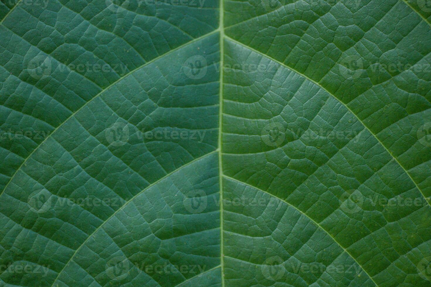 Leaf texture macro. Leaf vein pattern macro photography. Green leaf cells macro. Leaf close-up shot. photo