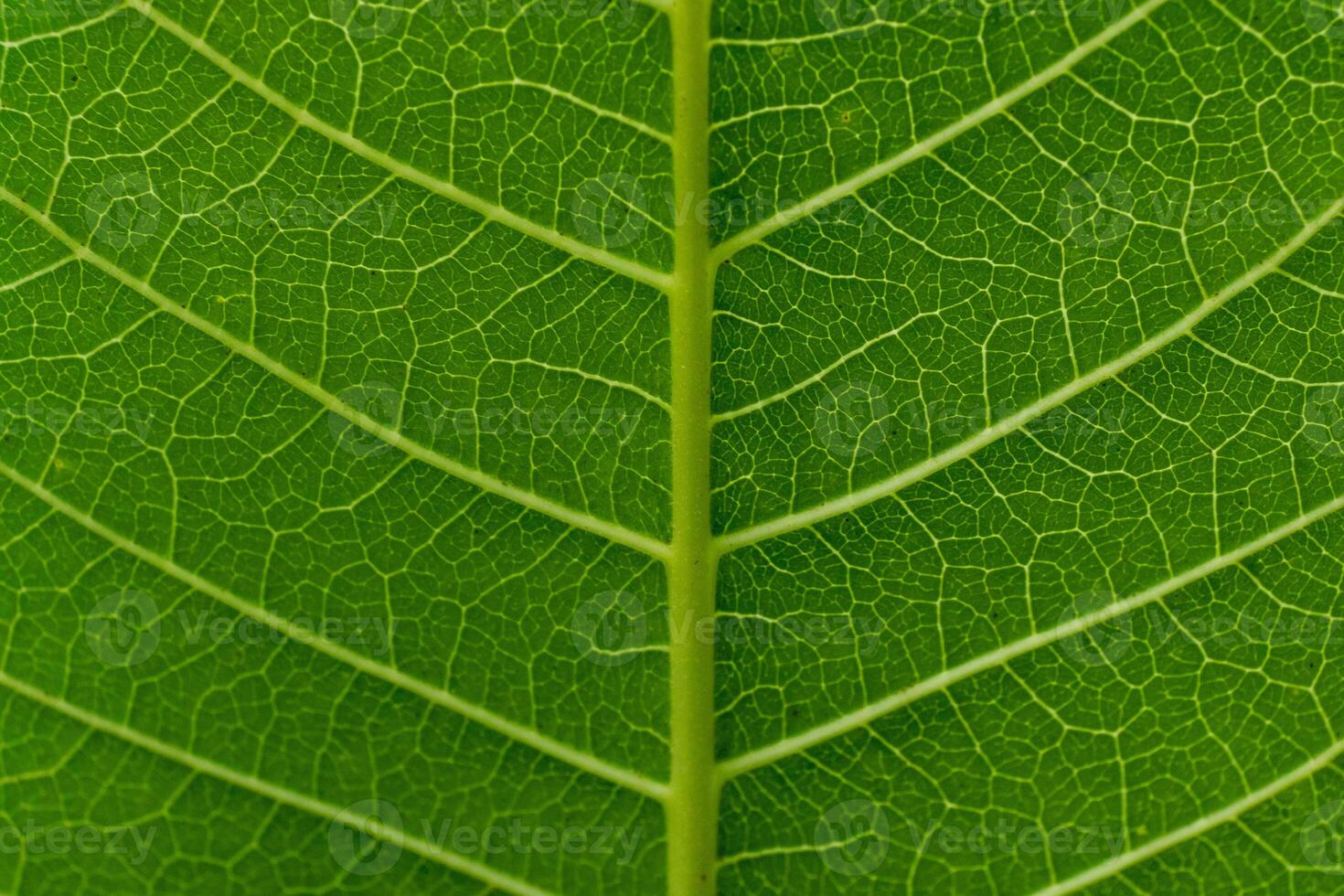 Leaf texture macro. Leaf vein pattern macro photography. Green leaf cells macro. Leaf close-up shot. photo
