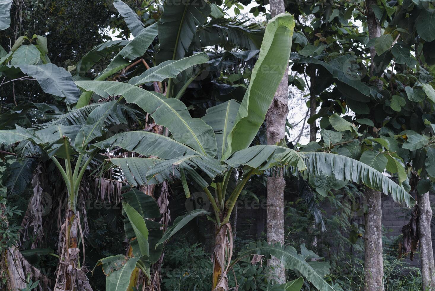 A banana tree with many leaves photo