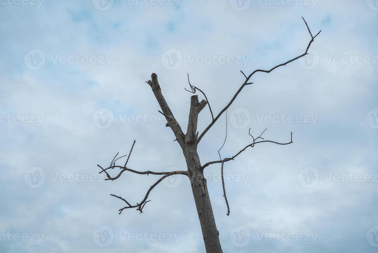 A dead tree with no leaves on it photo