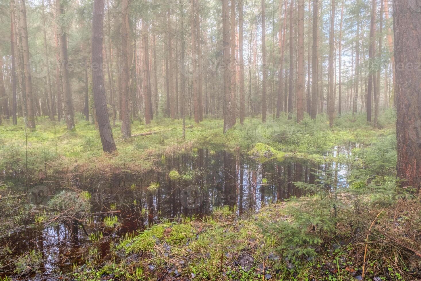Bog and pine forest landscape photo