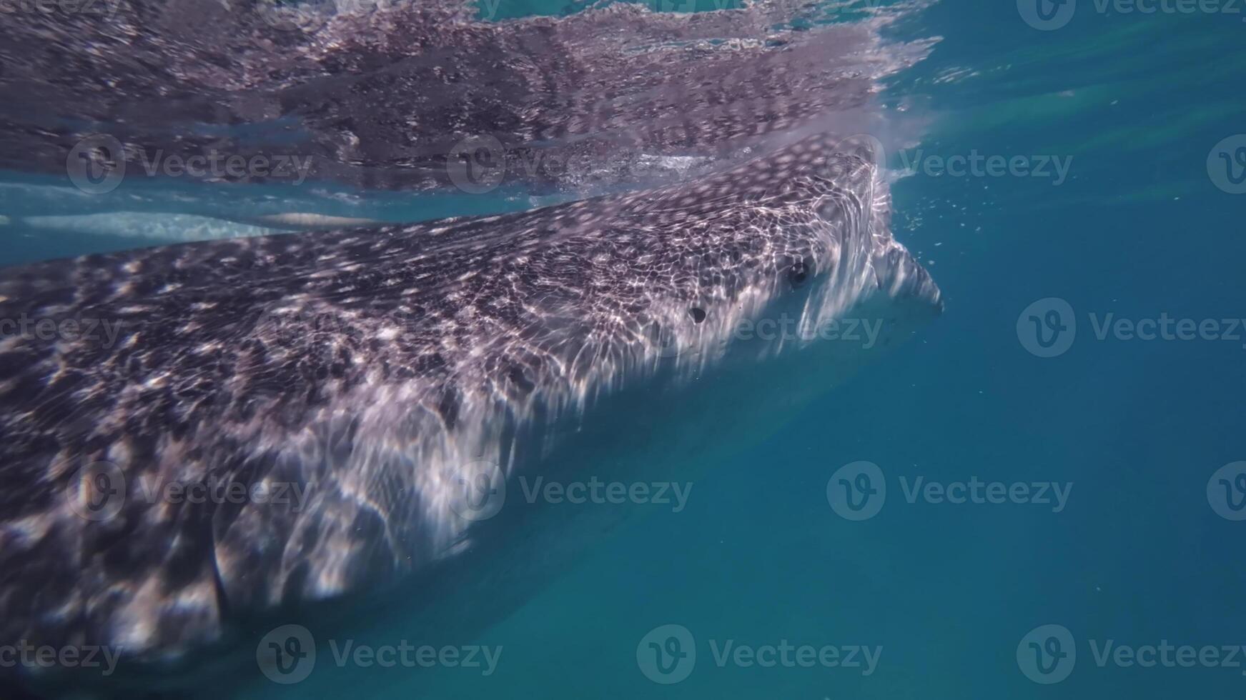 Whale shark eating in sea photo