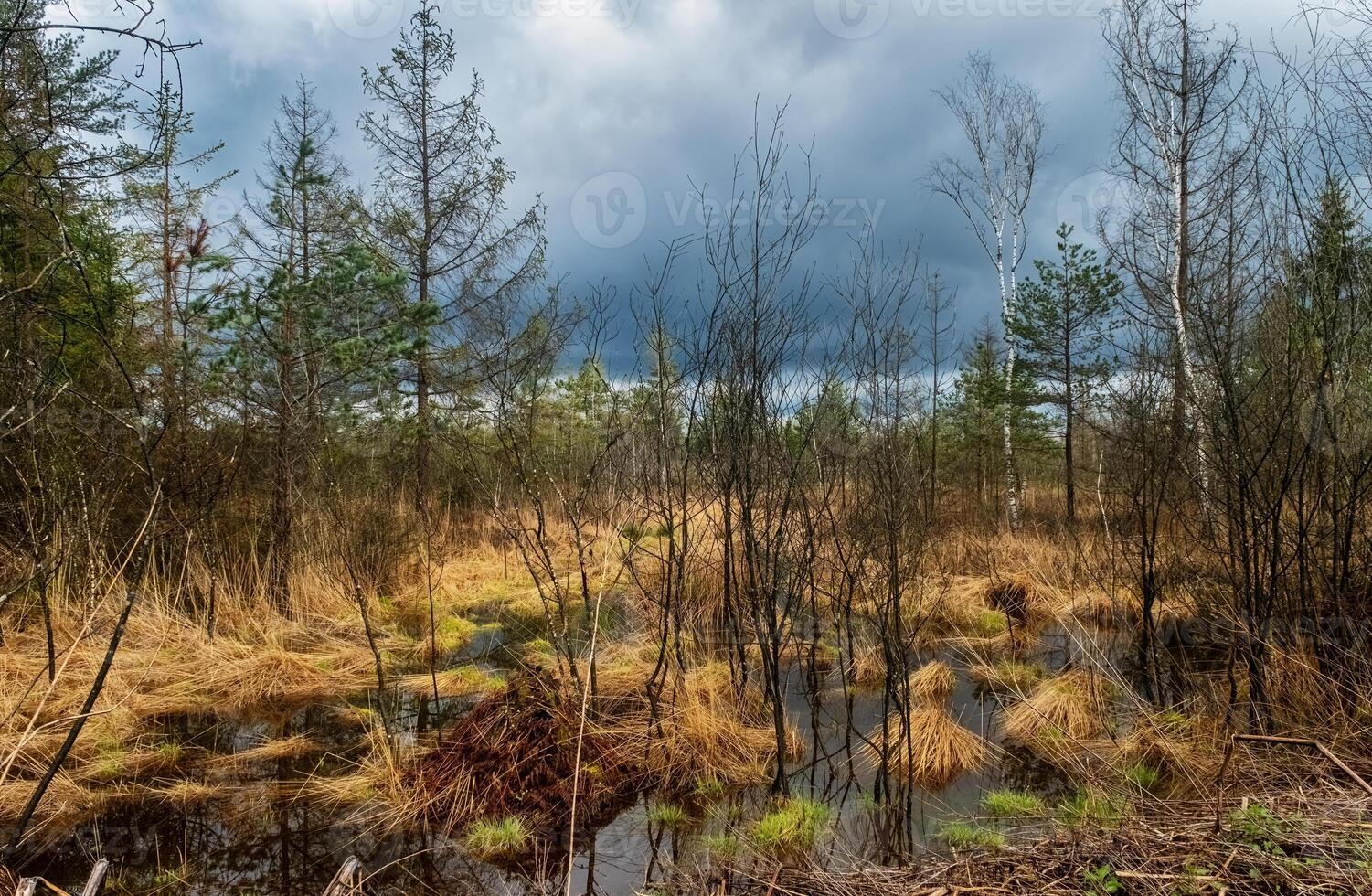 Bog and forest under moody sky photo