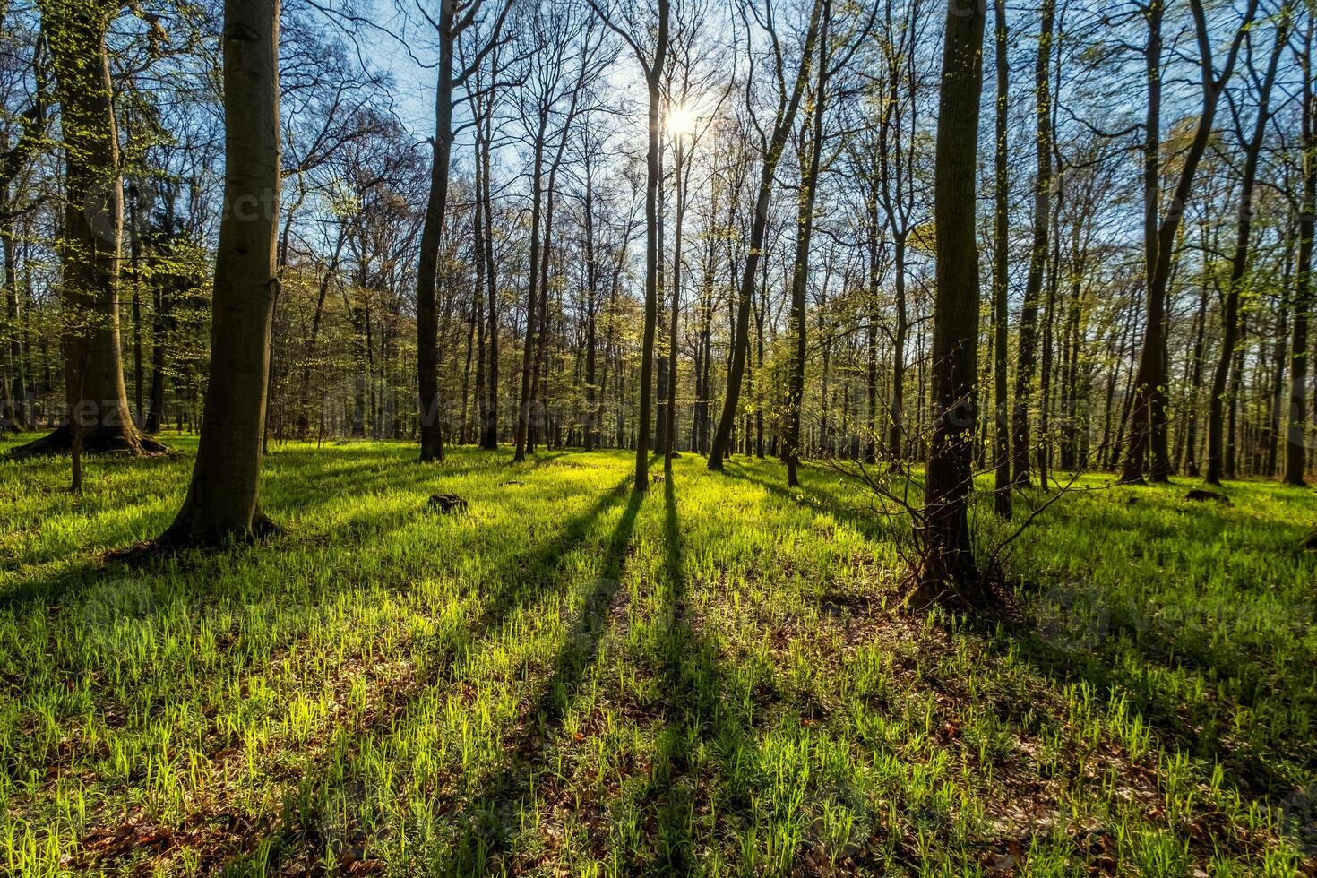 Landscape in spring forest with shadows photo