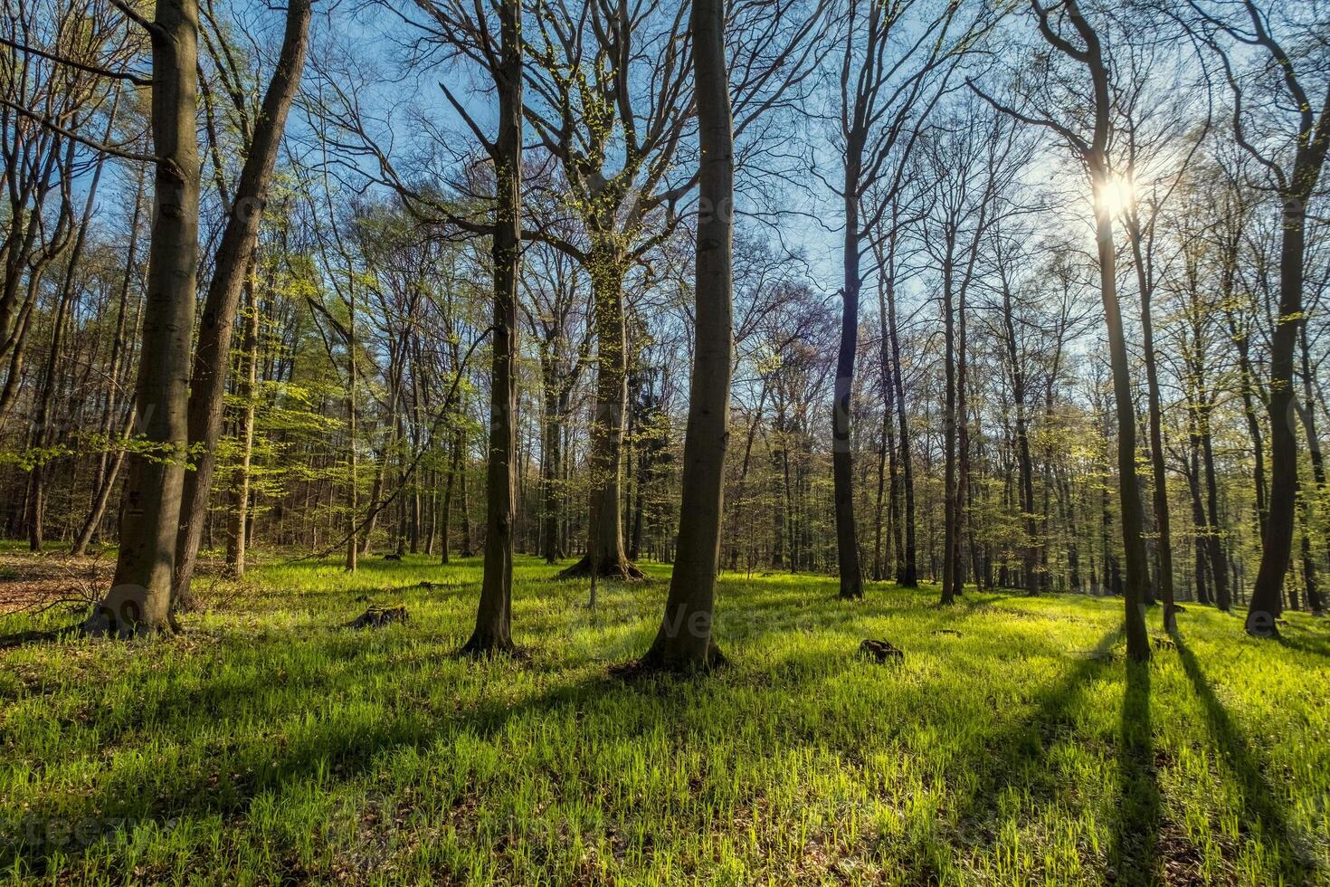 Landscape in spring forest with shadows photo